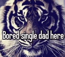 a tiger with the words bored single dad here above it