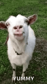 a white goat is standing in the grass and smiling .