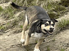 a black and tan dog is walking on a dirt path