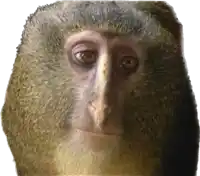 a close up of a monkey 's face looking at the camera