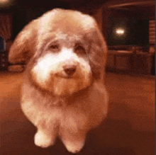 a small brown and white dog is standing in a room and smiling .