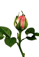 a pink rose bud with green leaves on a white background