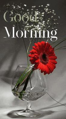 a picture of a red flower in a glass with the words good morning