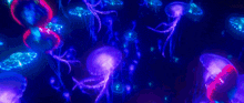 a bunch of jellyfish are swimming in a dark room