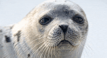 a close up of a seal looking at the camera with a white background