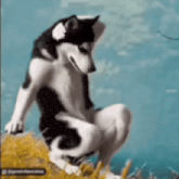 a black and white husky dog is squatting on a hill
