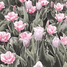 a bunch of pink flowers with green leaves