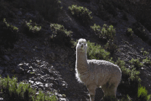 Alpaca Meme