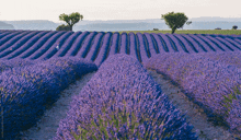 rows of purple flowers in a field with two trees in the background