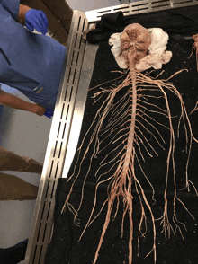 a skeleton is laying on a black cloth with a person standing behind it