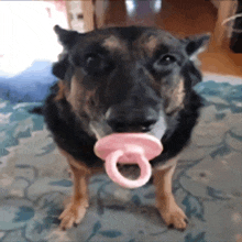 a dog with a pink pacifier in its mouth looks at the camera