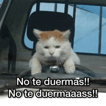 a cat is sitting in the driver 's seat of a car with the words no te duermas written above it