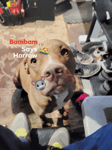 a dog named bambam says harrow with a picture of a mouse on his nose