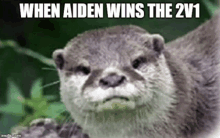 an otter is making a funny face with the words `` when aiden wins the 2v1 '' written above it .