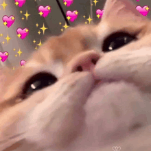 a close up of a cat 's face with pink hearts and stars around it