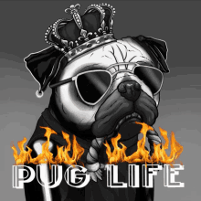 a pug wearing sunglasses and a crown with the words pug life behind him