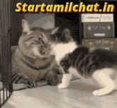 two cats are looking at each other with the words starttamilchat.in written above them