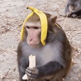 a monkey wearing a banana peel on its head eating a banana