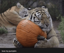a picture of a tiger holding a pumpkin with the words love my pumpkin below it