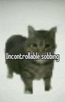 a blurred image of a cat with the words " uncontrollable sobbing " written below it