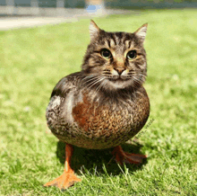 a cat that looks like a duck with orange feet standing in the grass