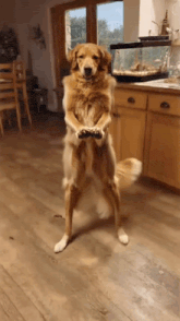 a dog is standing on its hind legs in a kitchen next to an aquarium .
