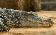 a close up of a crocodile laying on the sand with its mouth open