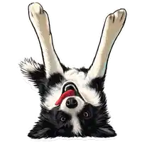 a black and white dog is laying upside down with its tongue out