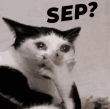 a black and white cat is crying with the words sep behind it