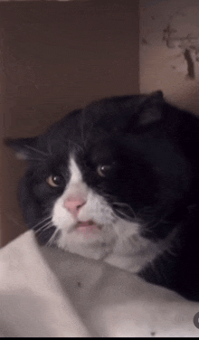 a close up of a black and white cat with the letters t on the bottom right