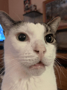 a close up of a cat 's face with a blue background