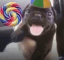 a dog wearing a party hat is holding a colorful lollipop .