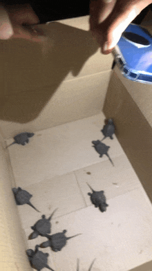 a bunch of small turtles are in a box