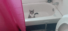 a cat is sitting in a bathtub next to a toilet and shower curtain