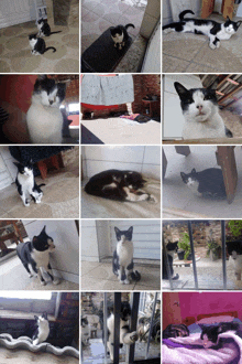 a collage of black and white cats laying on the floor