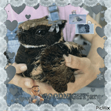 a picture of a person holding an owl that says goodnightjar on it