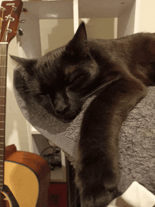 a black cat sleeping next to a guitar that has the word yamaha on it