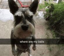 a dog is standing on its hind legs and looking up at the camera with the caption where are my balls