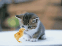 a kitten and a chick are playing together on a table