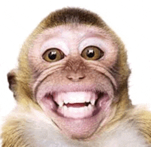 a close up of a monkey making a funny face with its mouth open on a white background .