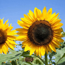 two sunflowers are growing in a field with a blue sky in the background