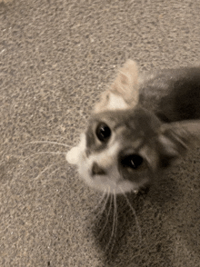 a gray and white cat laying on a carpet looking up