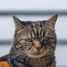 a close up of a cat 's face looking at the camera .