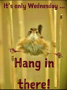 a picture of a bird with the words " it 's only wednesday ... hang in there "