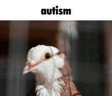 a close up of a pigeon with the word autism above it