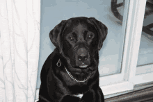 a black dog with a chain around its neck is looking at the camera