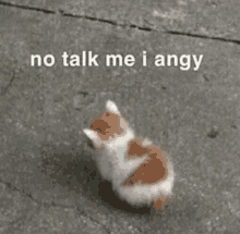 a small brown and white kitten is sitting on the ground with the words `` no talk me i angy '' .