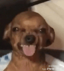 a brown dog is sticking its tongue out while making a funny face .