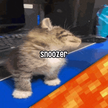 a kitten with the word snoozer written on its chest