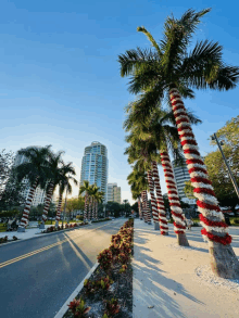 a row of palm trees decorated with red and white stripes